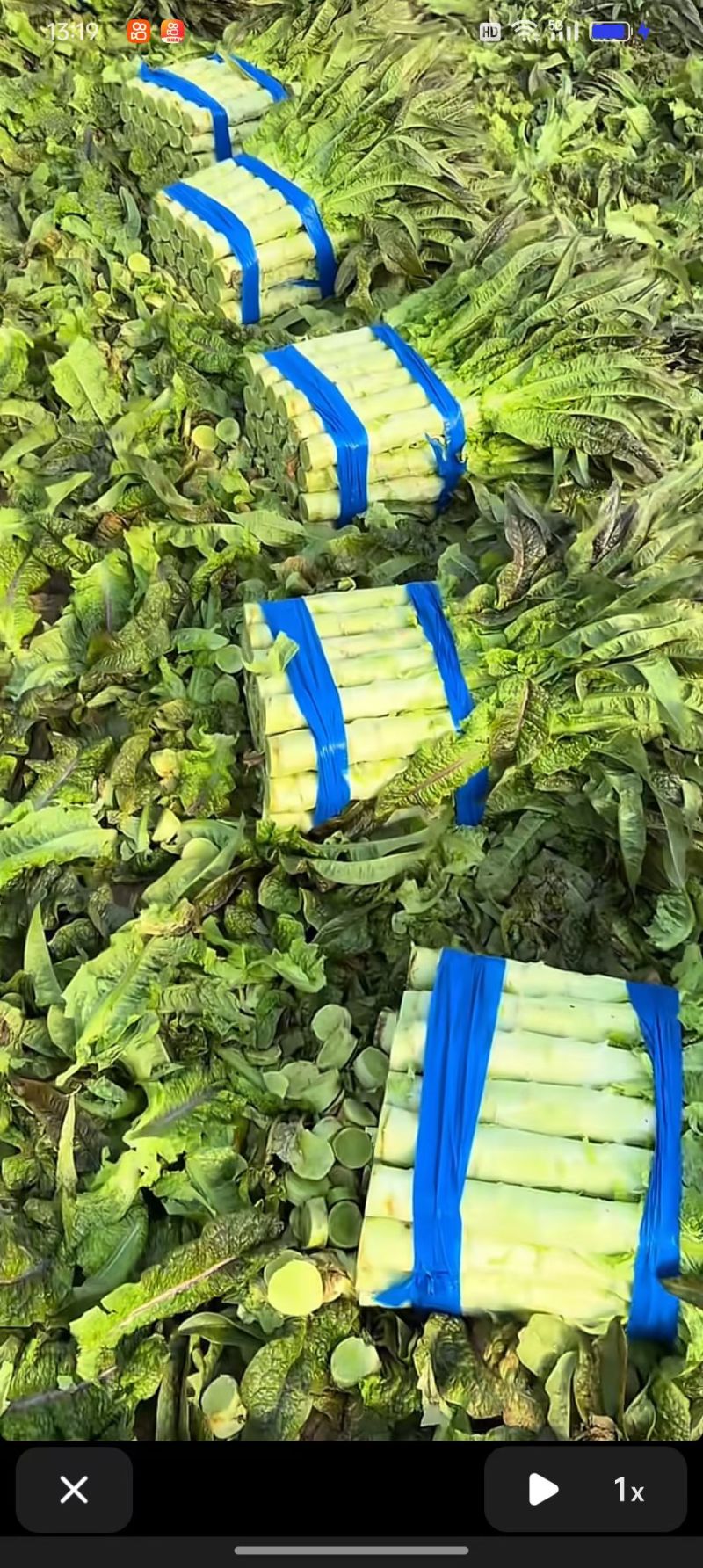 红尖叶香莴笋，安徽产区大棚莴笋，质量好货源充足！