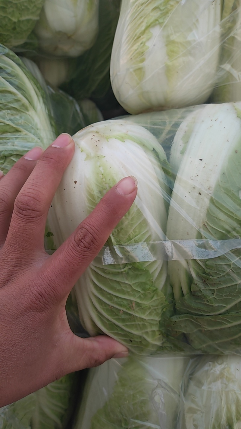 河南湖北大娃娃菜，支持全国发货菜