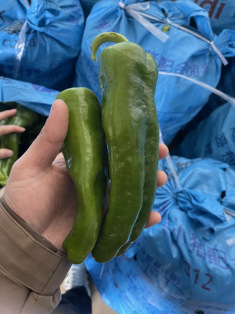 （301辣椒）广东徐闻，一手代办，市场货电商货一手货源