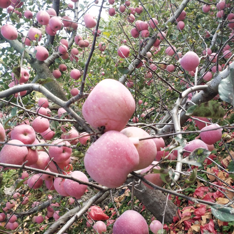 烟台栖霞红富士苹果