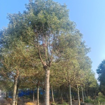 香樟树樟木