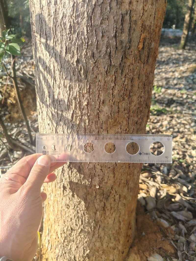 香樟树樟木