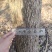 香樟树樟木