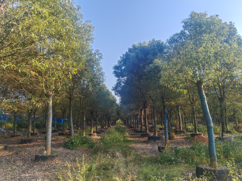 香樟树樟木