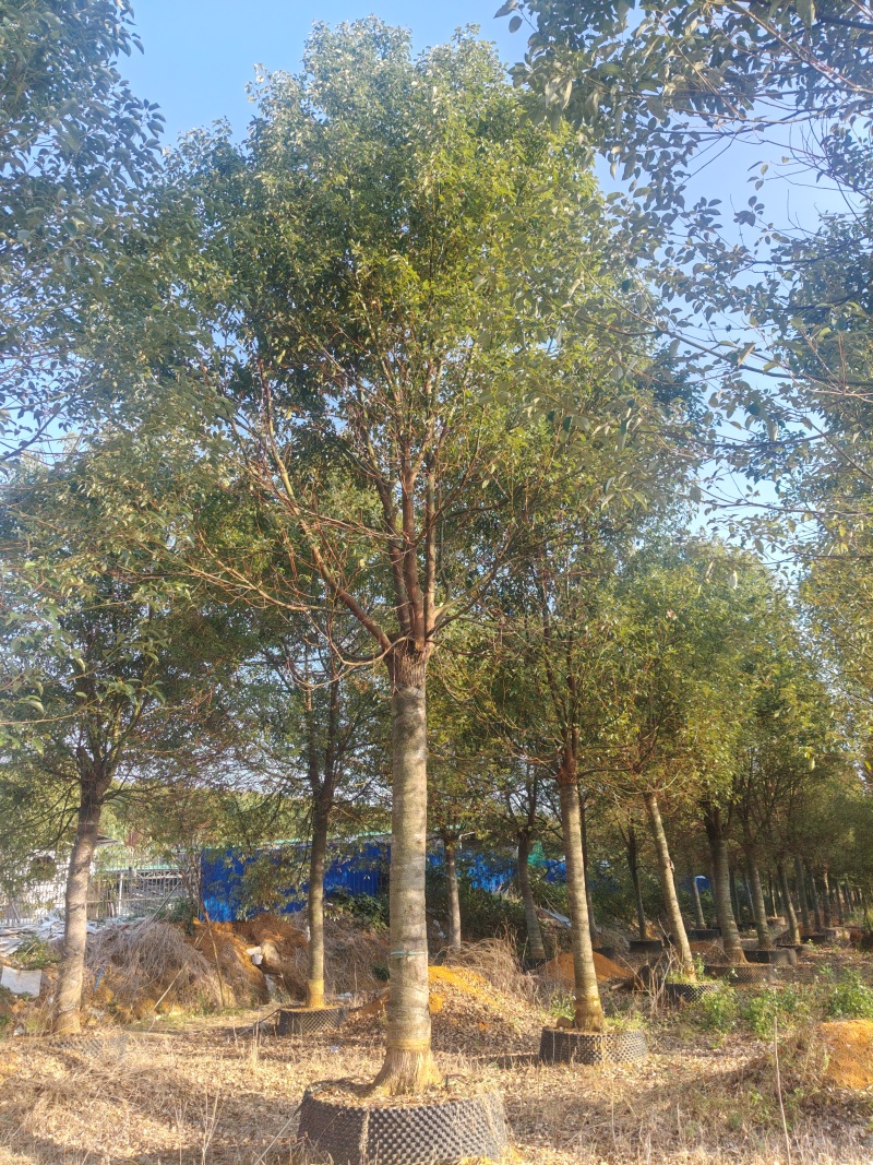 香樟树樟木