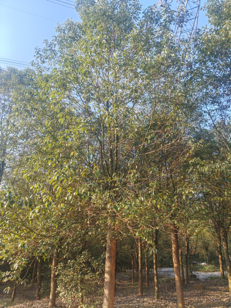 香樟树樟木