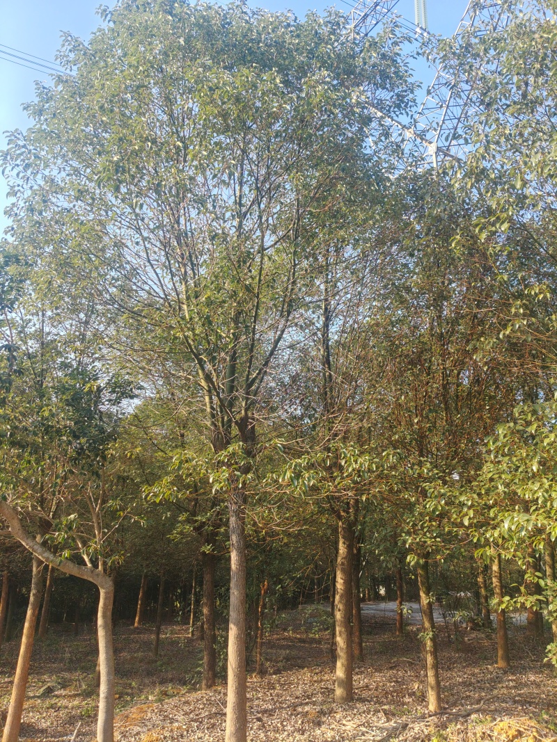 香樟树樟木