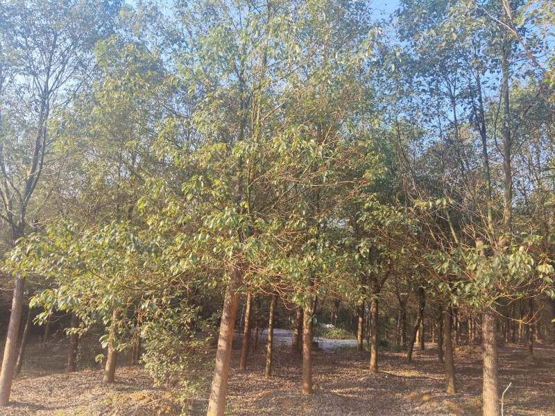香樟树樟木