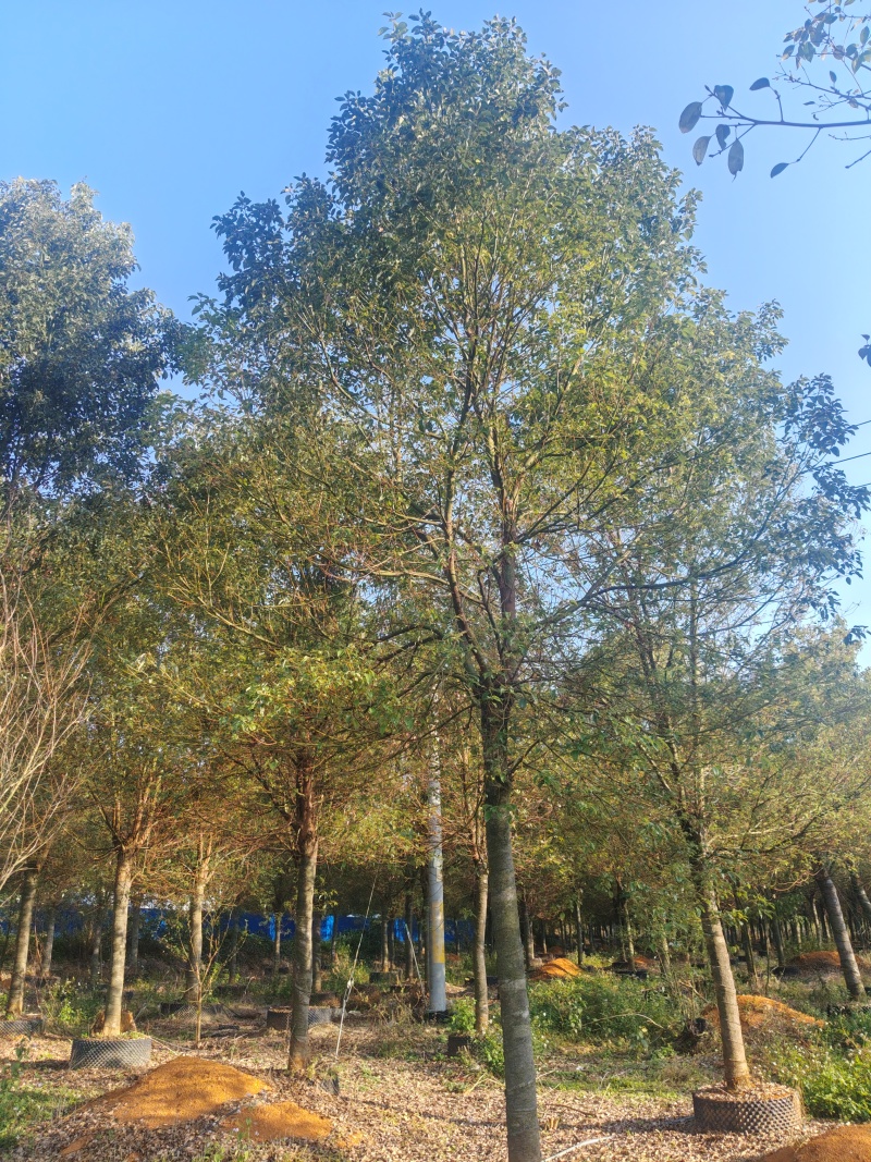 香樟树樟木