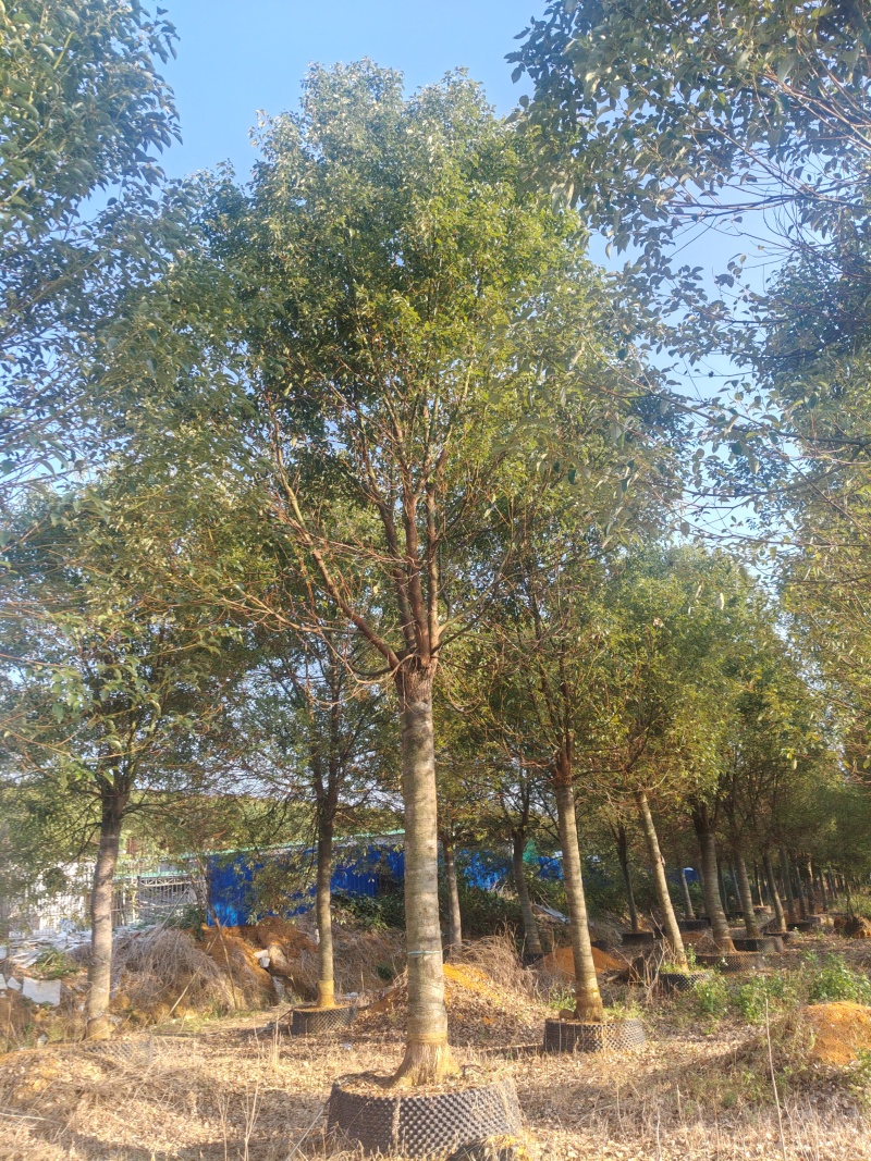 香樟树樟木