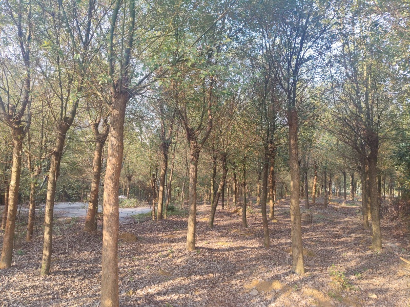 香樟树樟木