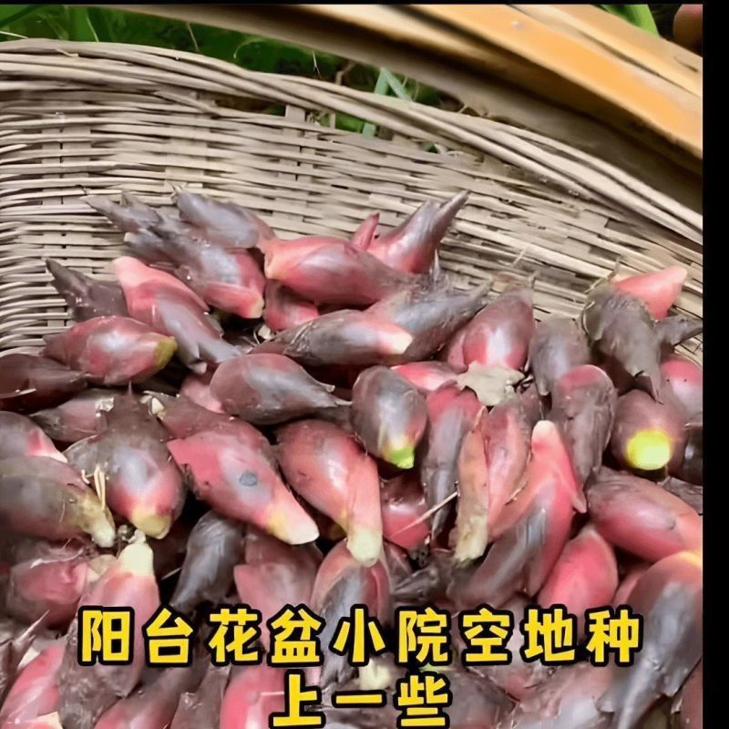 襄荷
