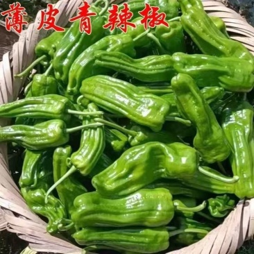 薄皮椒，产地直发，全国销售，欢迎大家沟通联系