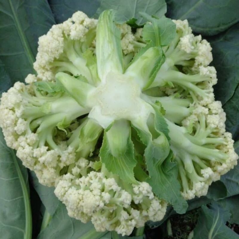 有机花菜，全国发货，产地直销，欢迎进店沟通。