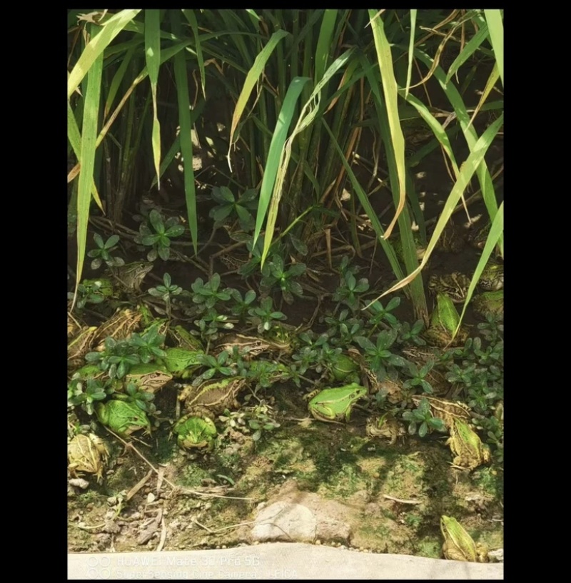 人工养殖青蛙黑斑蛙，欢迎各位老板进店咨询