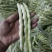 长阳高山红花白荚，全国发货，欢迎沟通，产地直发