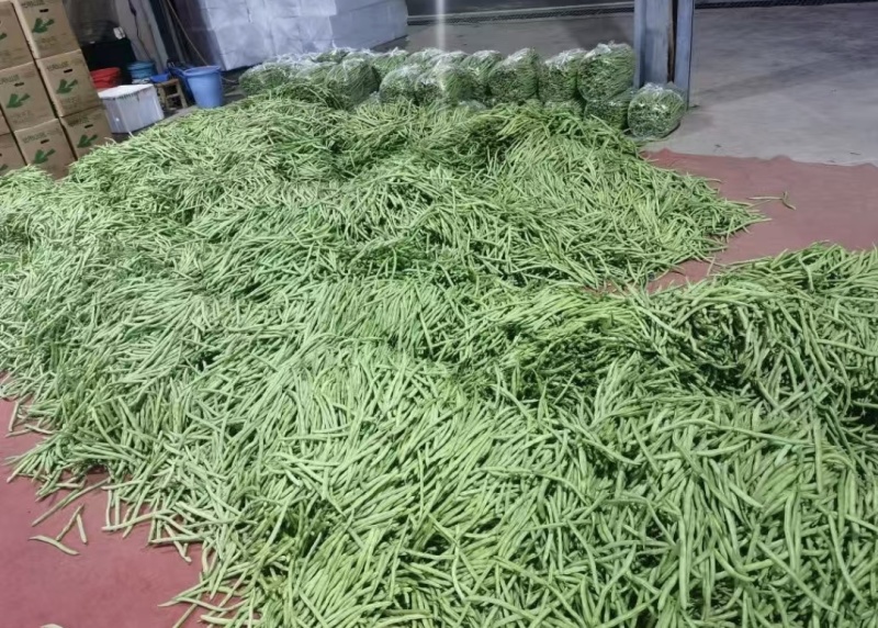 长阳高山红花白荚，全国发货，欢迎沟通，产地直发