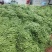 长阳高山红花白荚，全国发货，欢迎沟通，产地直发