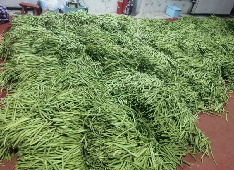 长阳高山红花白荚，全国发货，欢迎沟通，产地直发
