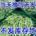 【量大优惠】湖北高山四季豆品质保障对接全国欢迎来电