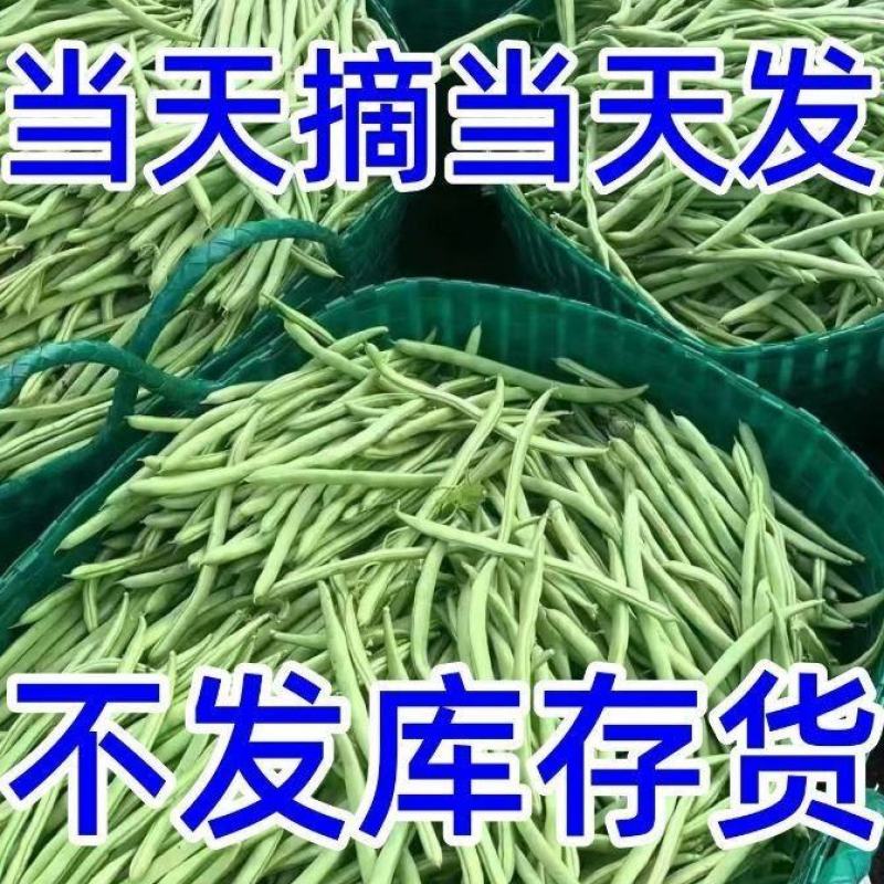 【量大优惠】湖北高山四季豆品质保障对接全国欢迎来电