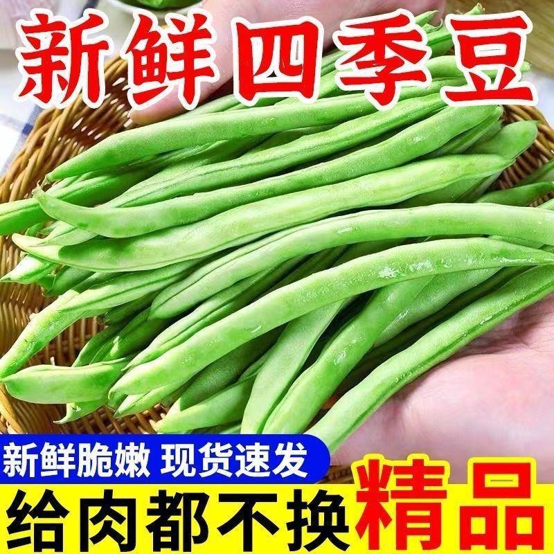 湖北豆角长阳高山四季豆产地直发货源充足欢迎来电咨询订购