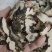 猪苓大货产地直销，实物拍摄如假包换量大从优