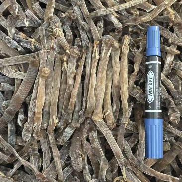 正宗沙虫干原色灰沙虫煲汤煮粥海鲜干货批发