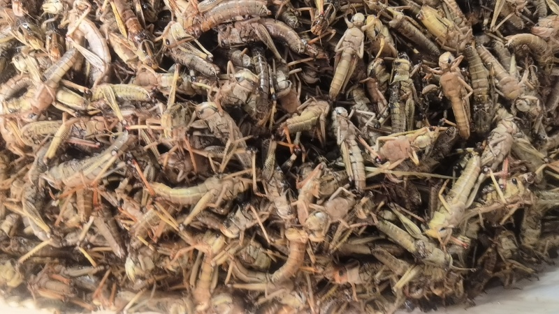 蝗虫，东亚飞蝗(养殖的)