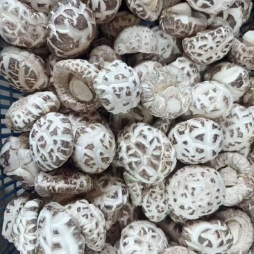 随州深山精品大花菇