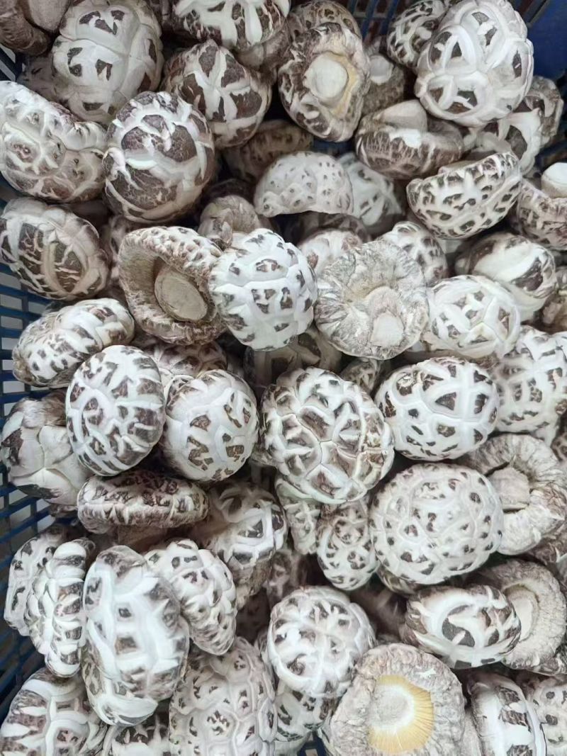 随州深山精品大花菇