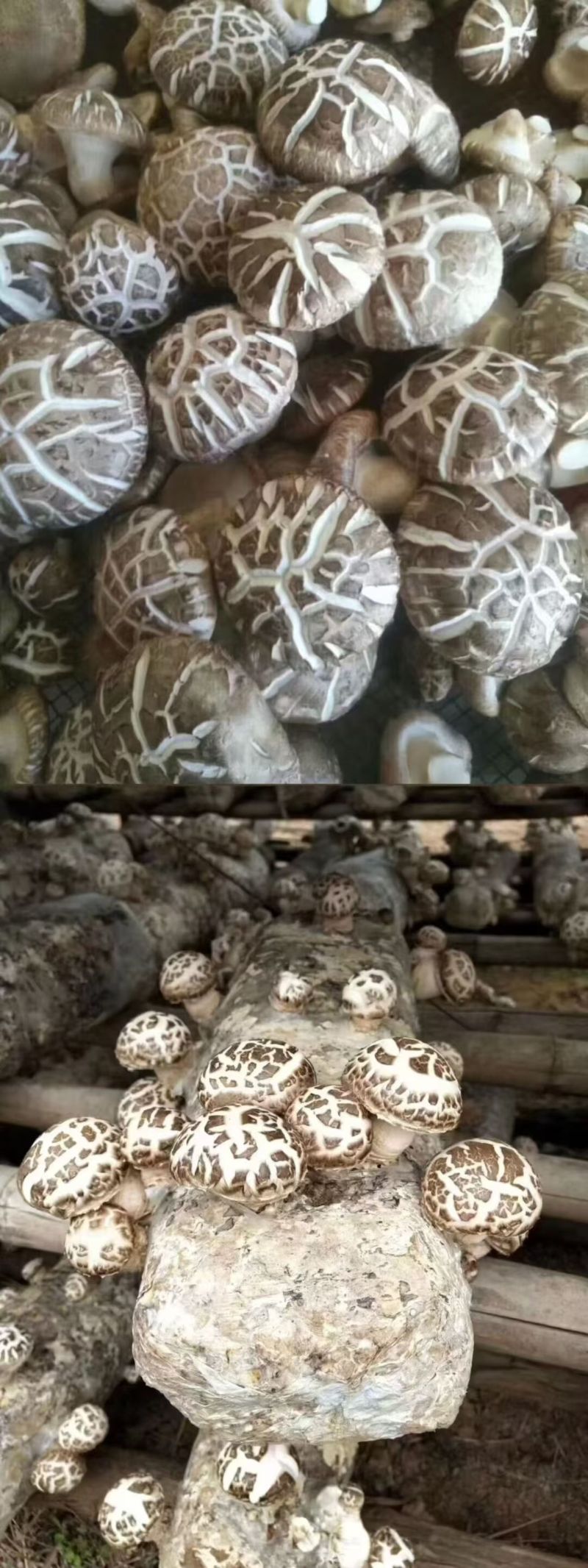 随州深山精品大花菇