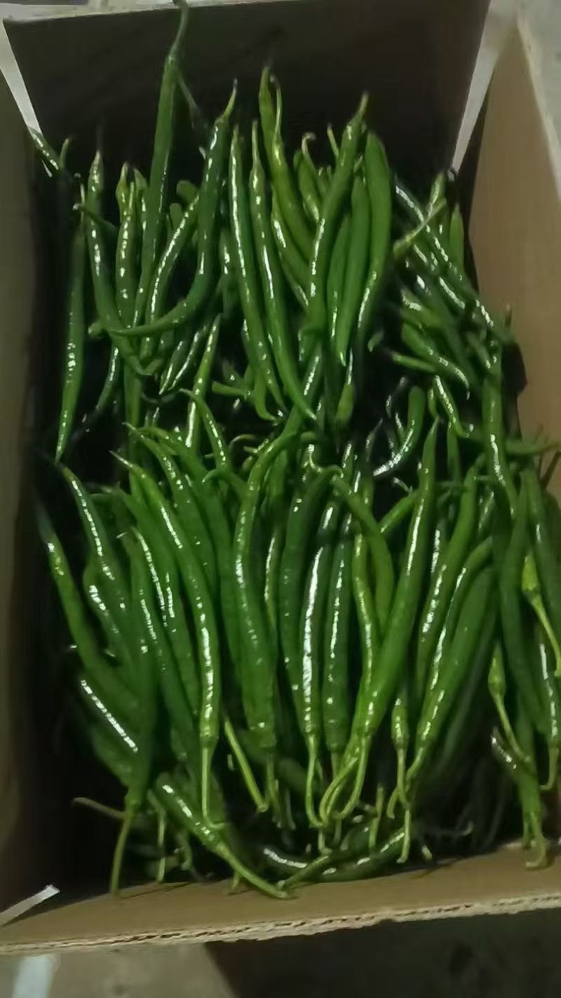 广东线椒，河南线椒，青椒，3号7号4号，大量现货供应