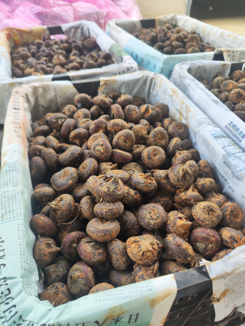 毛马蹄新鲜马蹄荸荠水果筐装精品安徽马蹄无为马蹄荸荠