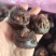 毛马蹄新鲜马蹄荸荠水果筐装精品安徽马蹄无为马蹄荸荠