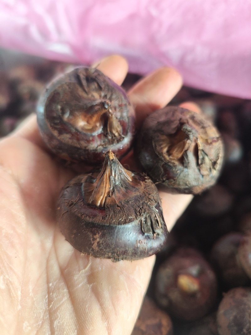 毛马蹄新鲜马蹄荸荠水果筐装精品安徽马蹄无为马蹄荸荠