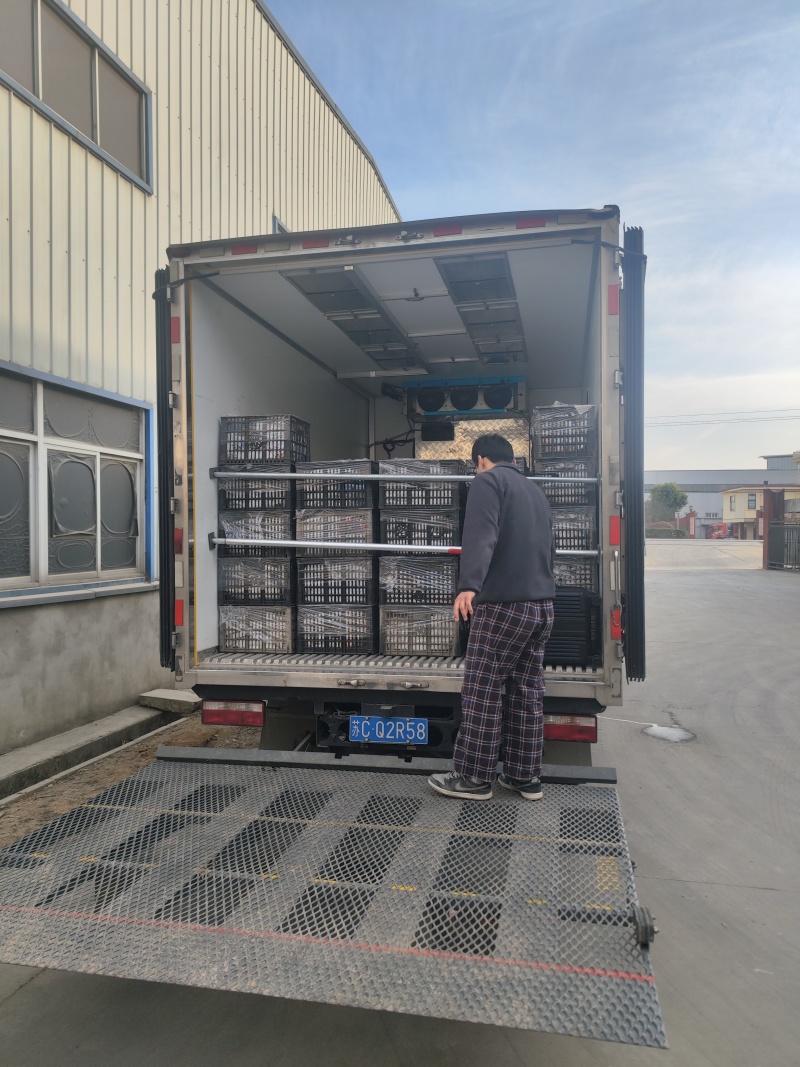 毛马蹄新鲜马蹄荸荠水果筐装精品安徽马蹄无为马蹄荸荠