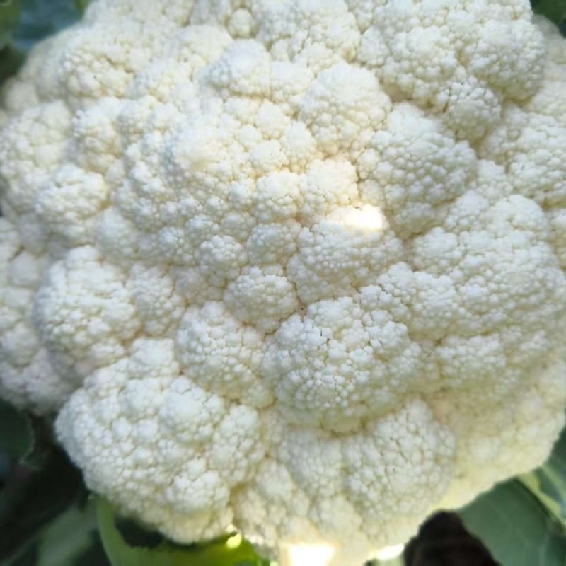 大量菜花！主产区浙江温州菜花