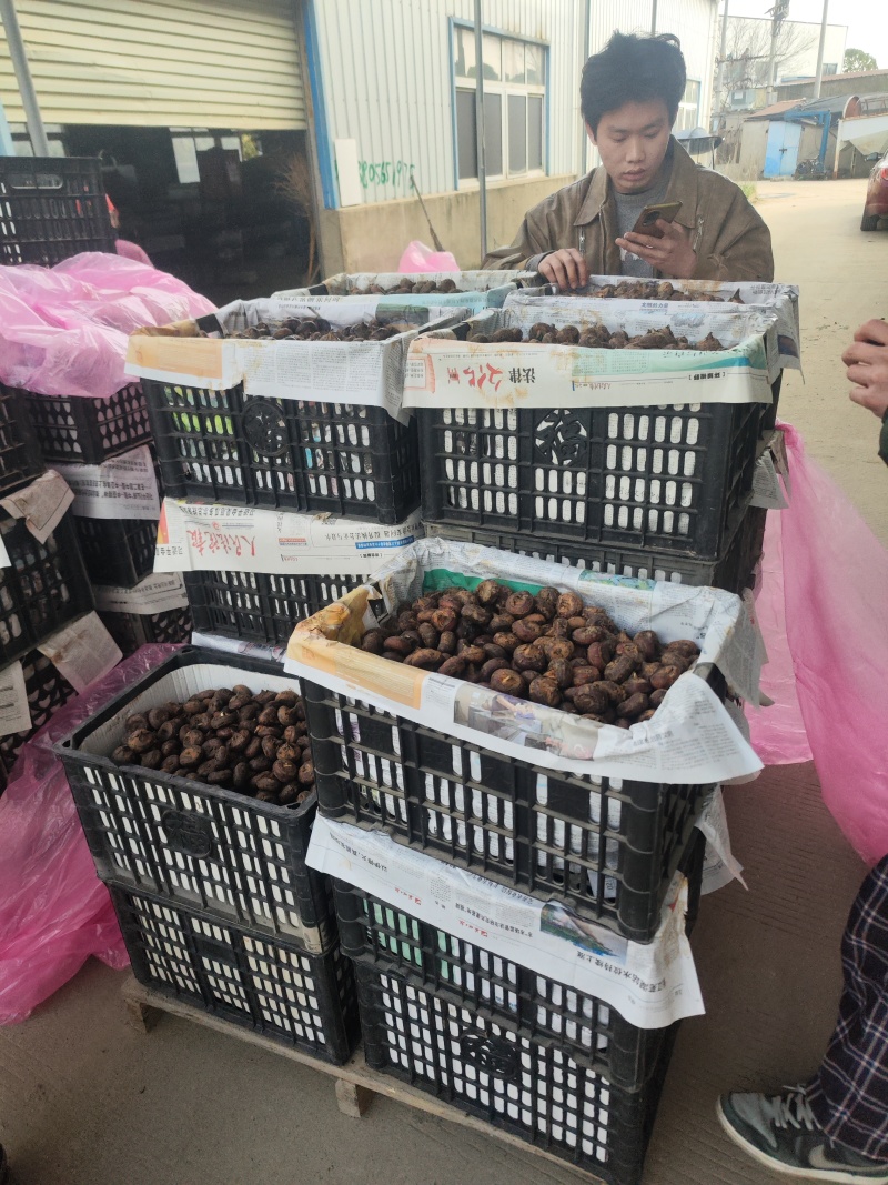 毛马蹄新鲜马蹄荸荠水果筐装精品安徽马蹄无为马蹄荸荠