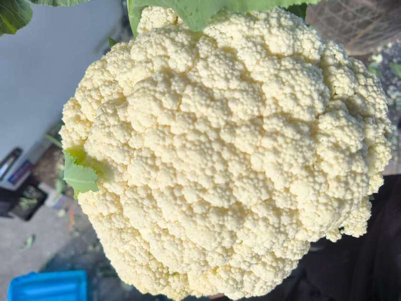 大量菜花！主产区浙江温州菜花