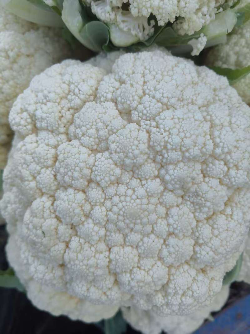 大量菜花！主产区浙江温州菜花