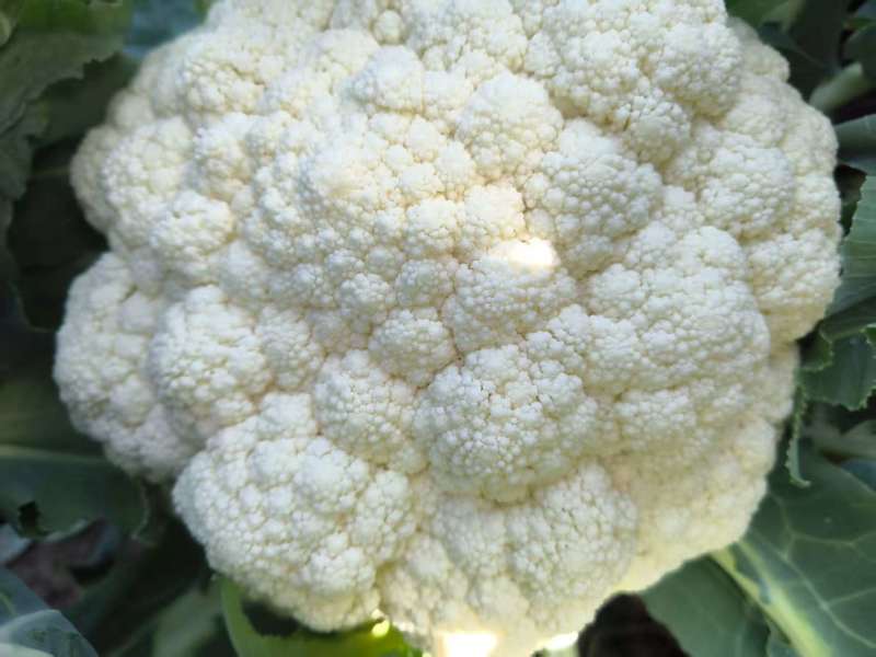 大量菜花！主产区浙江温州菜花