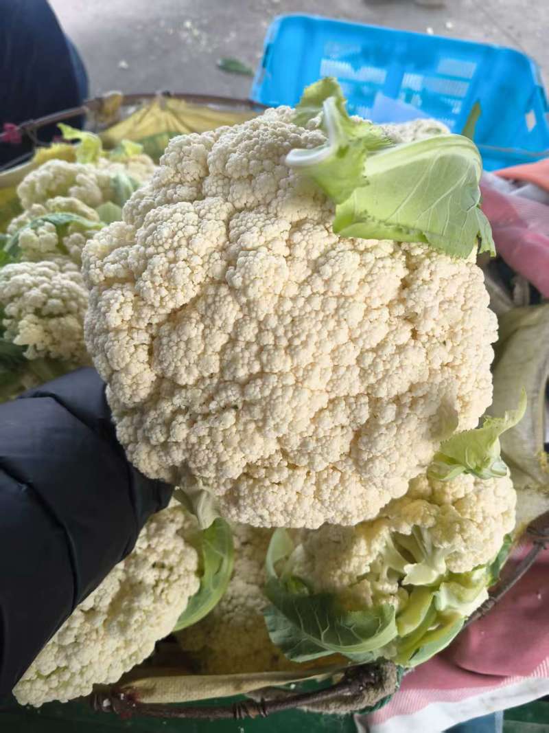 大量菜花！主产区浙江温州菜花