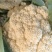 大量菜花！主产区浙江温州菜花
