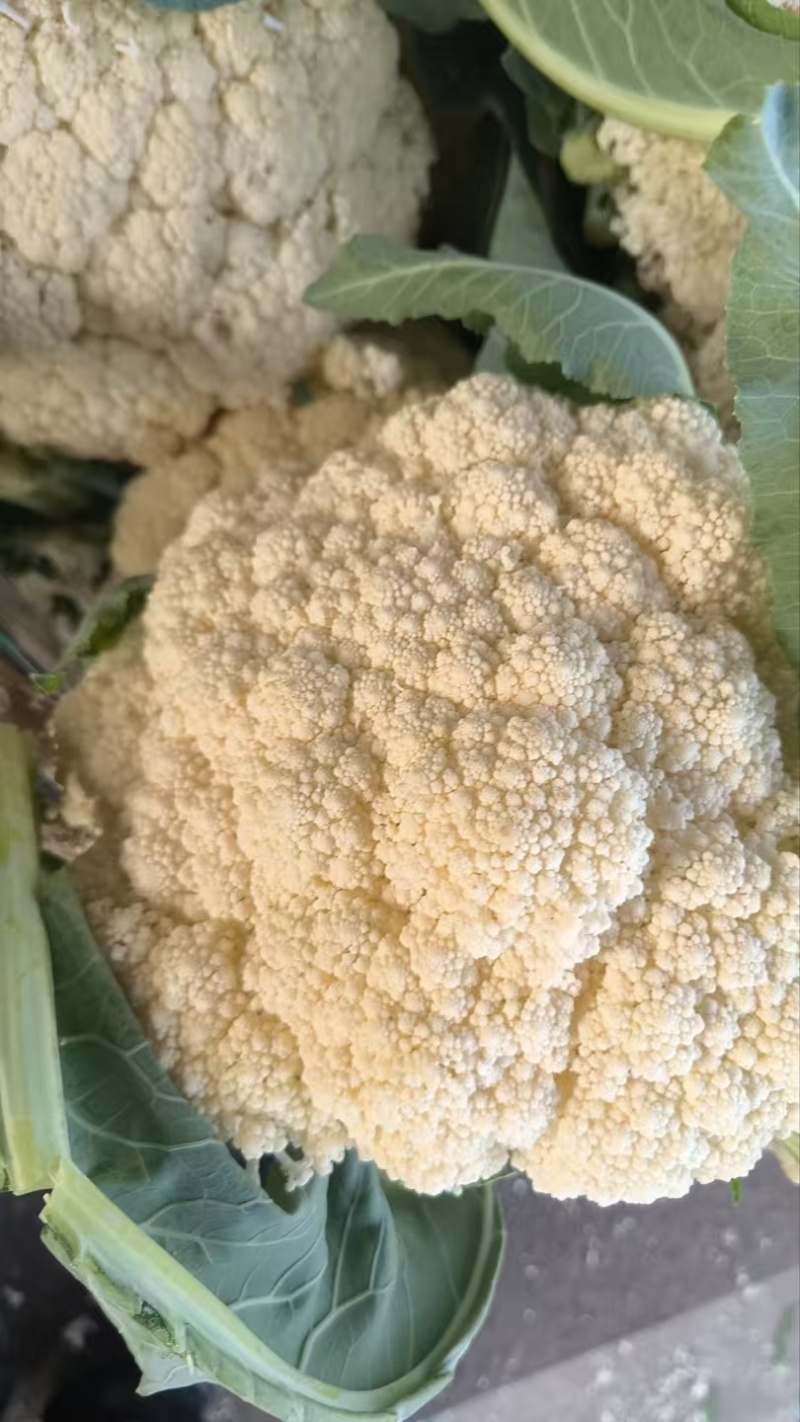 大量菜花！主产区浙江温州菜花