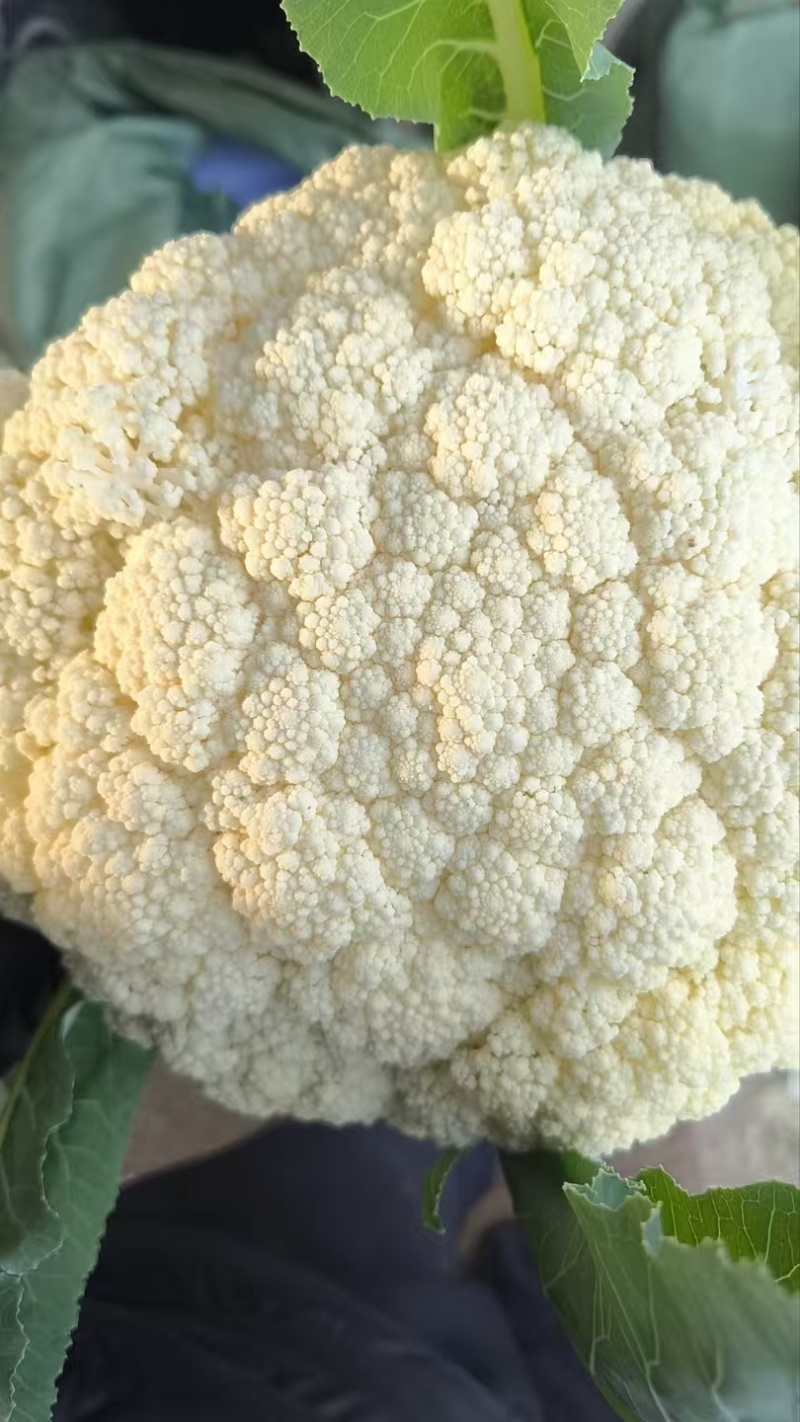 大量菜花！主产区浙江温州菜花