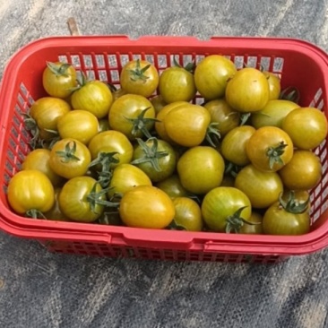 糖伯虎《小西红柿》