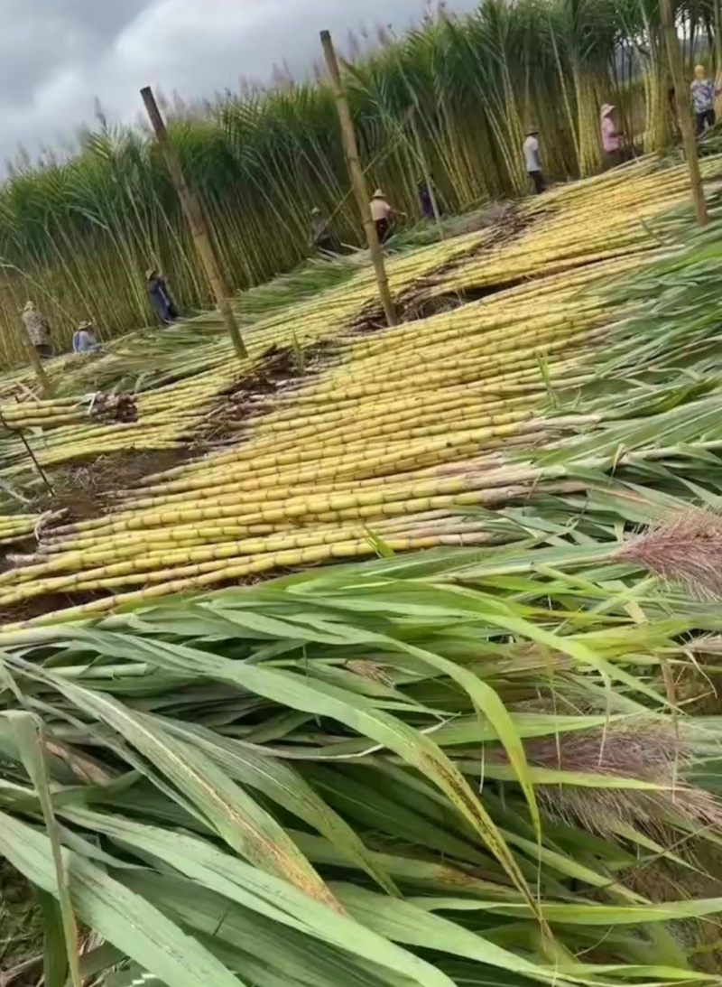 广西桂林甘蔗黄皮甘蔗基地一手货源脆甜多汁代发全国