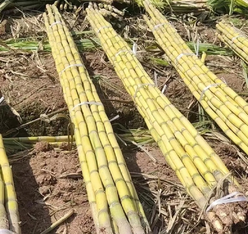 广西桂林甘蔗黄皮甘蔗基地一手货源脆甜多汁代发全国