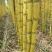 广西桂林甘蔗黄皮甘蔗基地一手货源脆甜多汁代发全国